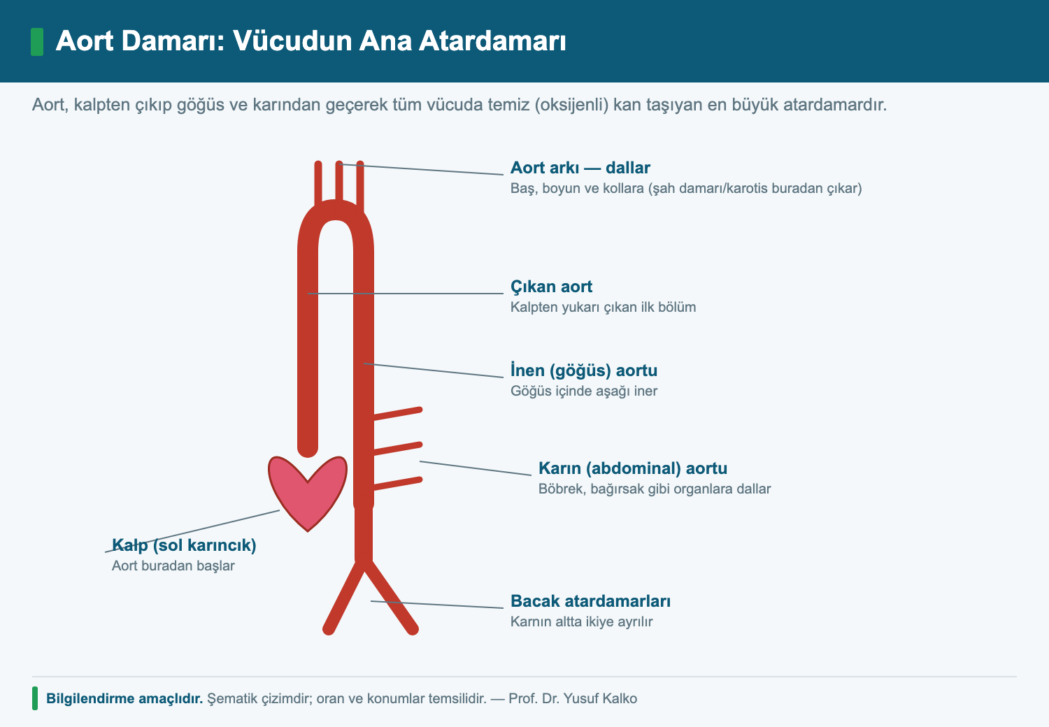 Aort damarı anatomisi: çıkan aort, aort arkı, inen ve karın aortu, kalp